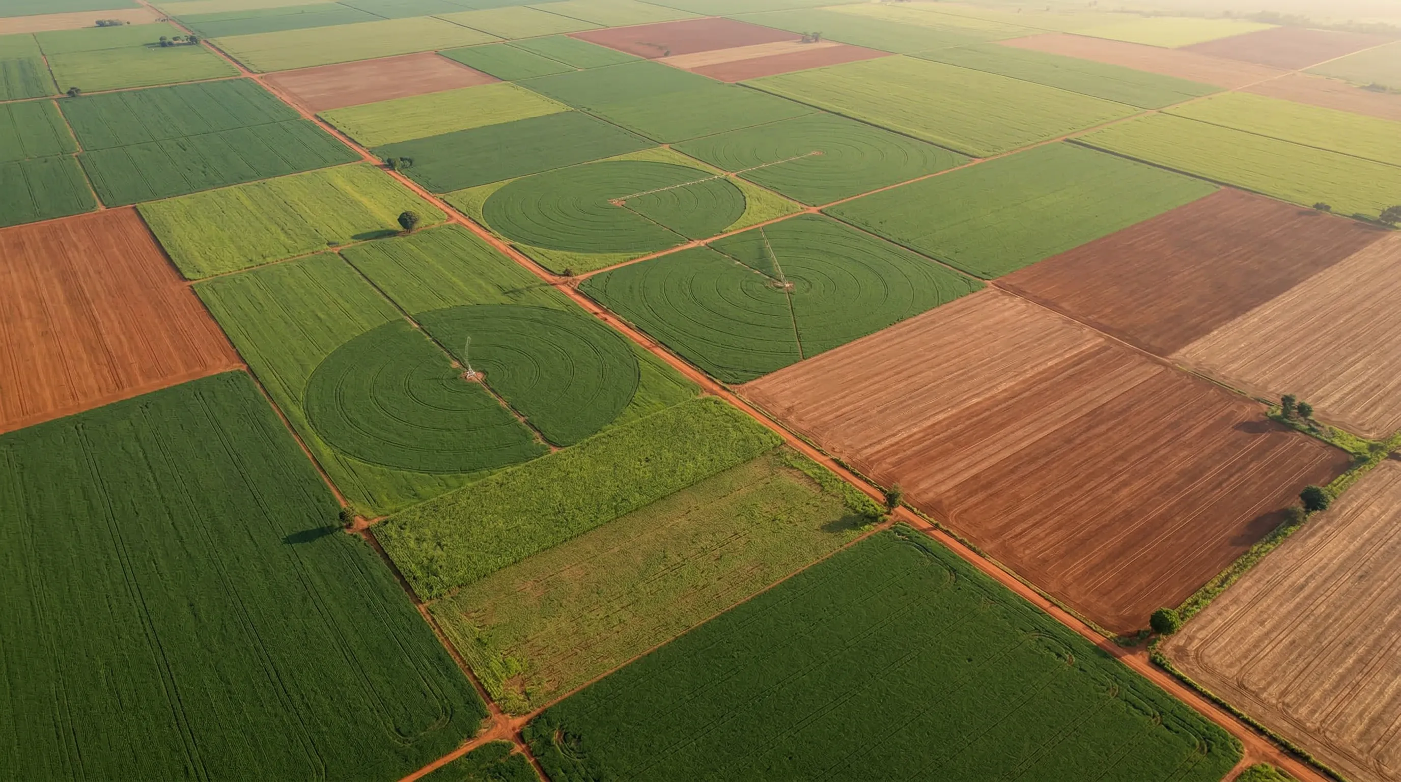 Vista aérea de talhões